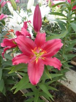 [1860 Bacardi Mak No01.JPG]